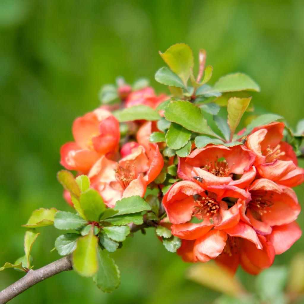 Tarharuusukvitteni Texas Scarlet