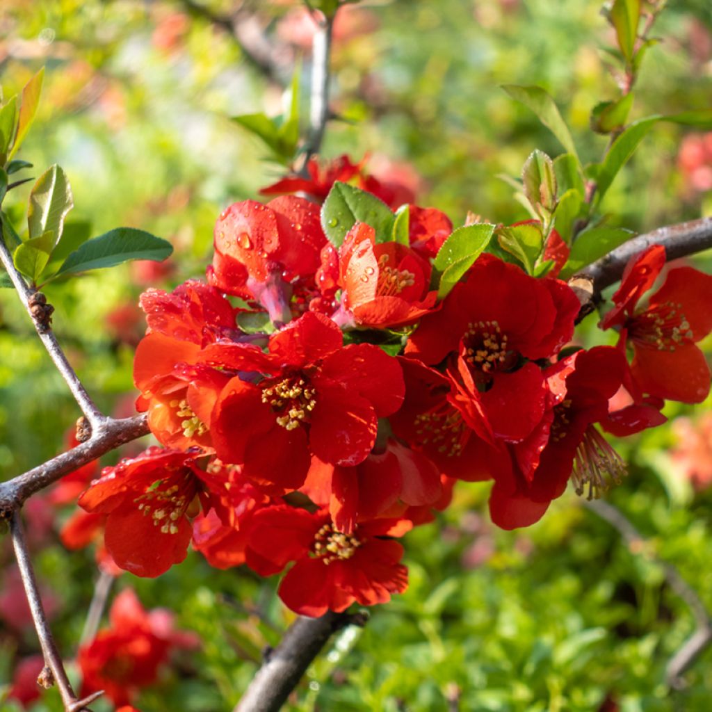 Tarharuusukvitteni Texas Scarlet