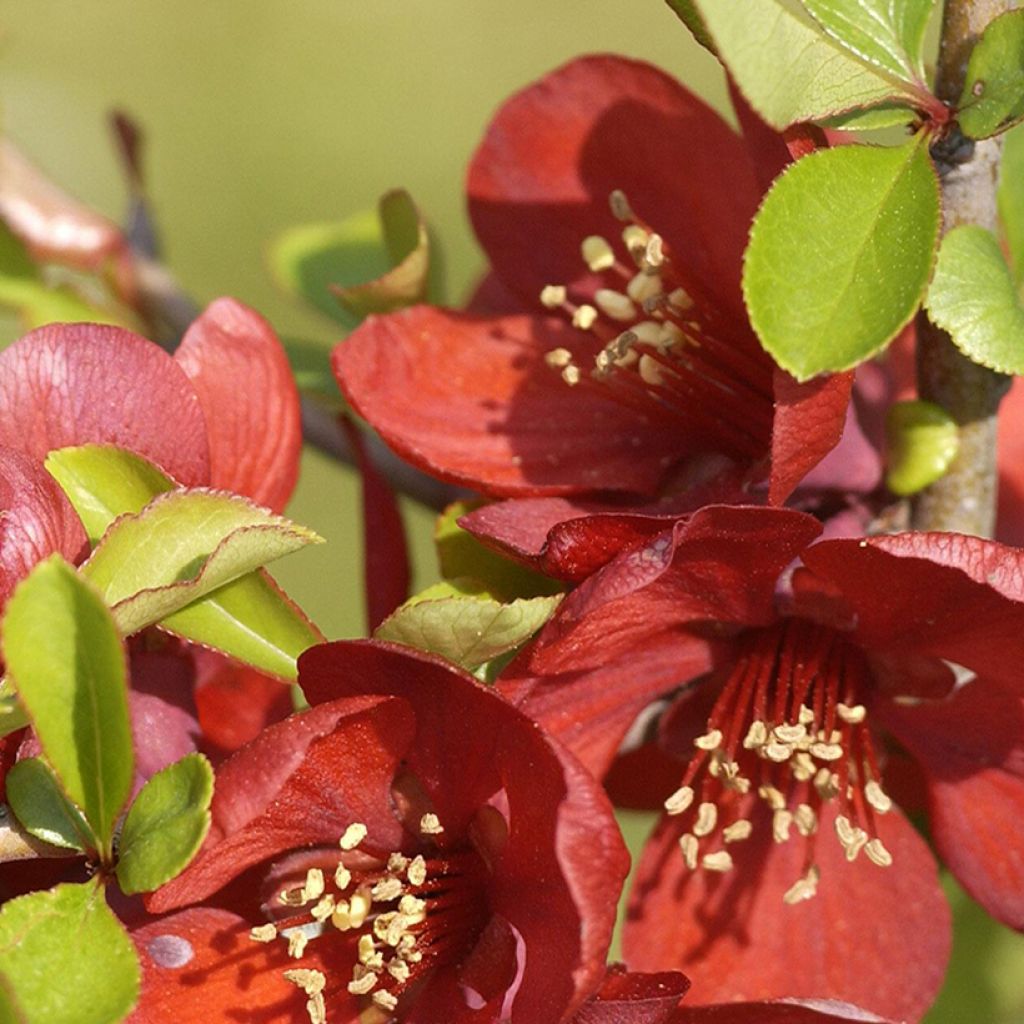 Tarharuusukvitteni Crimson and Gold