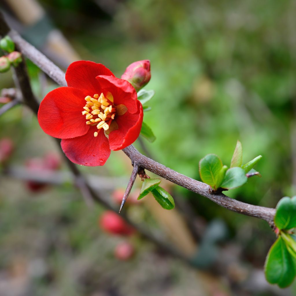 Tarharuusukvitteni Crimson and Gold