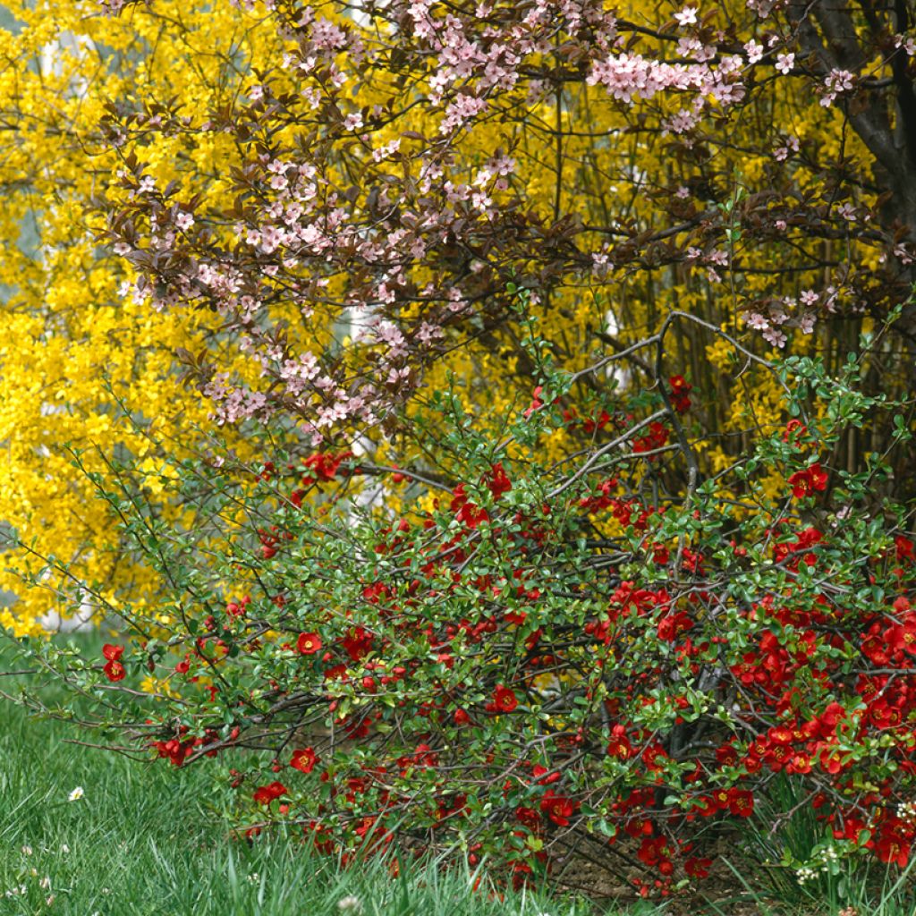 Tarharuusukvitteni Crimson and Gold