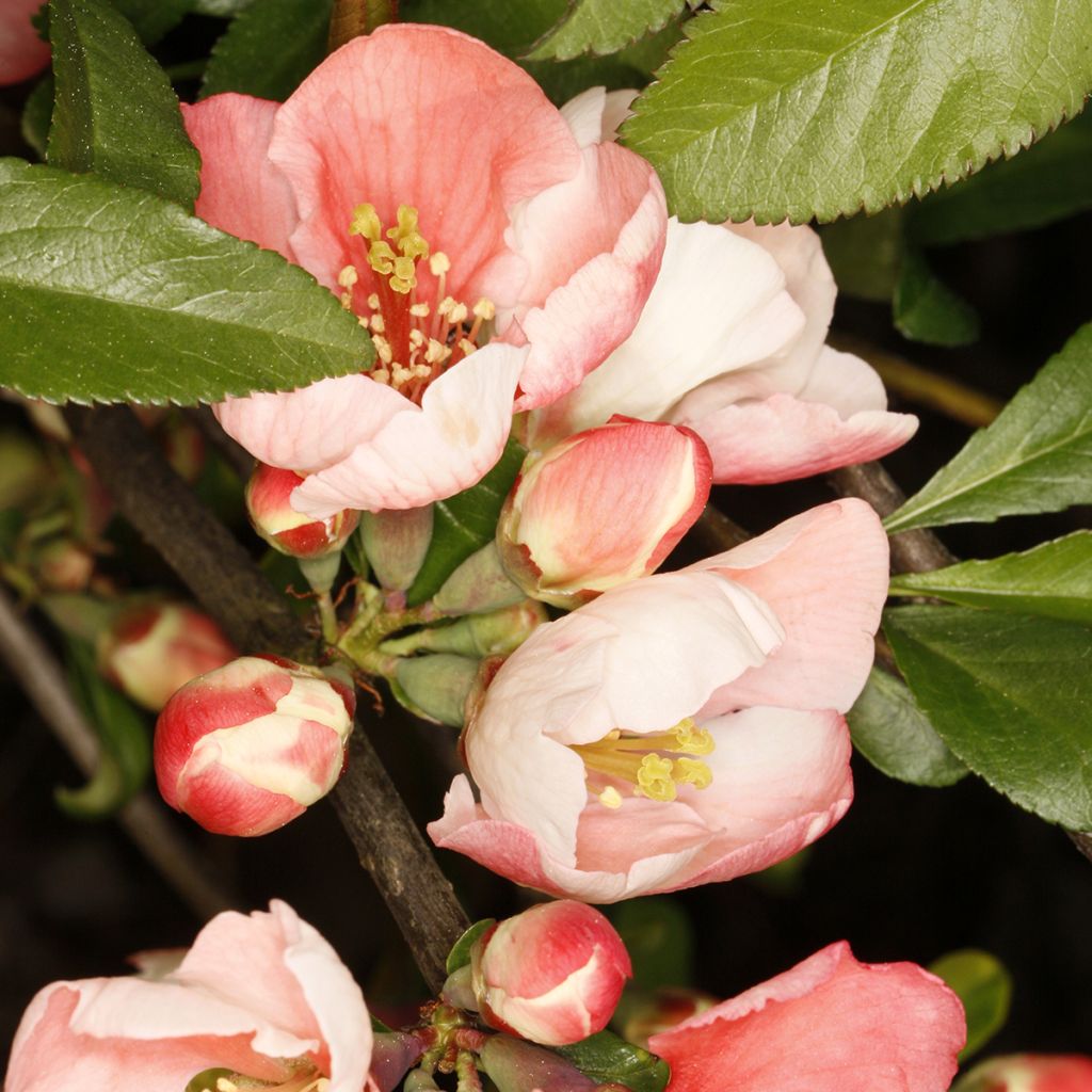 Kiinanruusukvitteni Flocon Rose