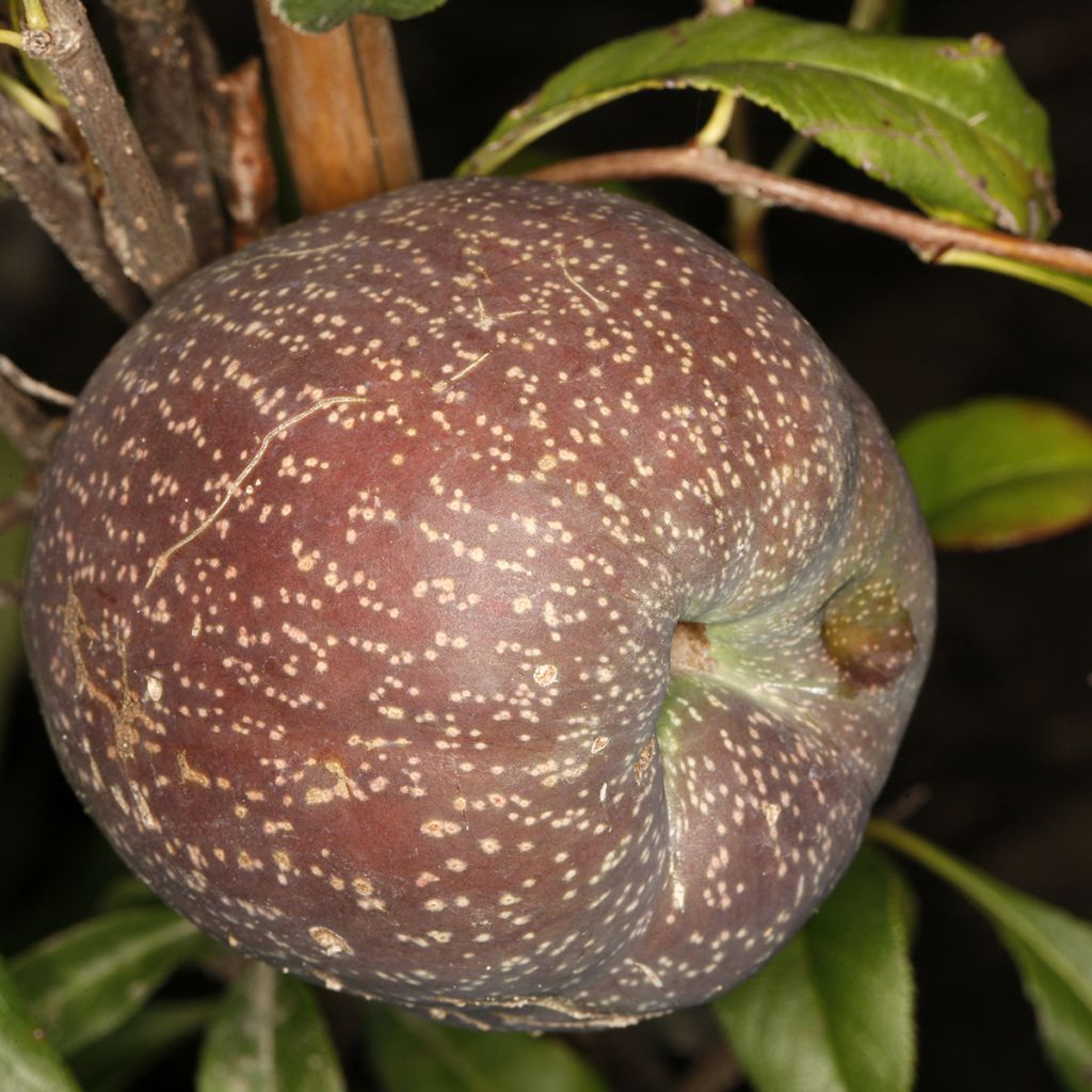 Kiinanruusukvitteni Flocon Rose