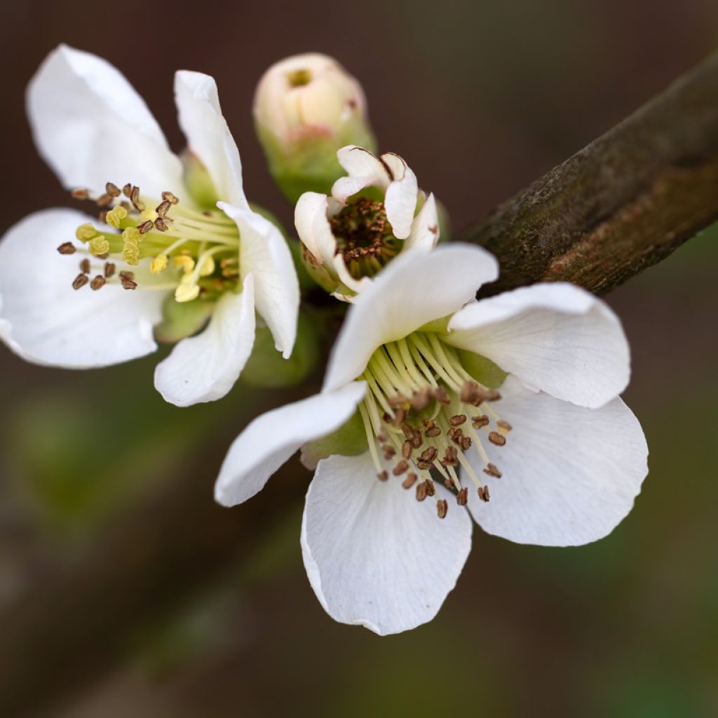 Kiinanruusukvitteni Nivalis