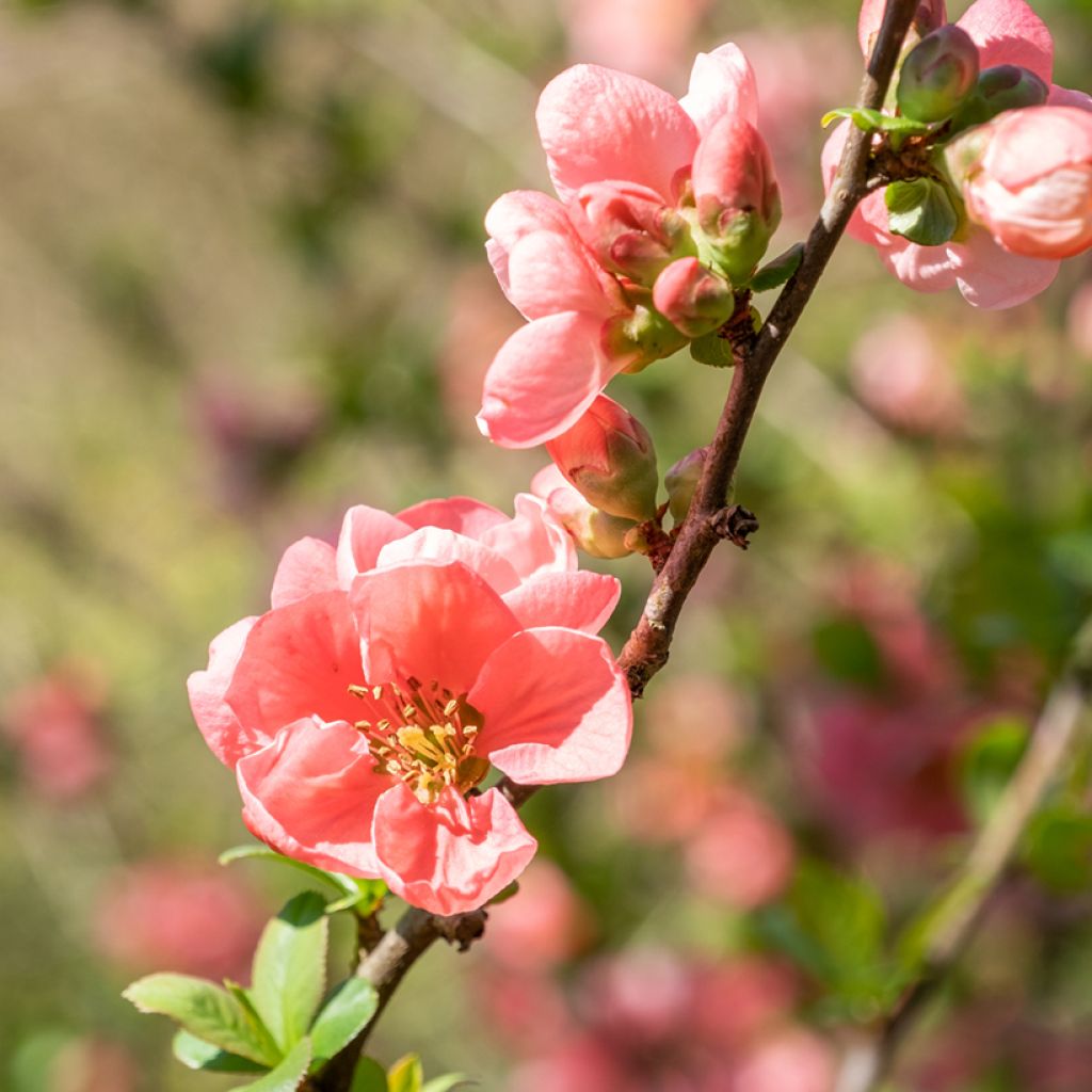 Tarharuusukvitteni Pink Lady