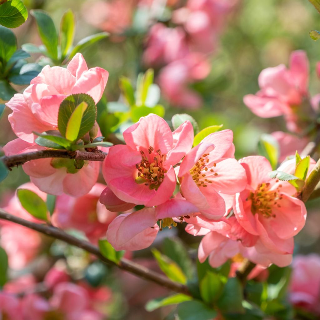 Tarharuusukvitteni Pink Lady