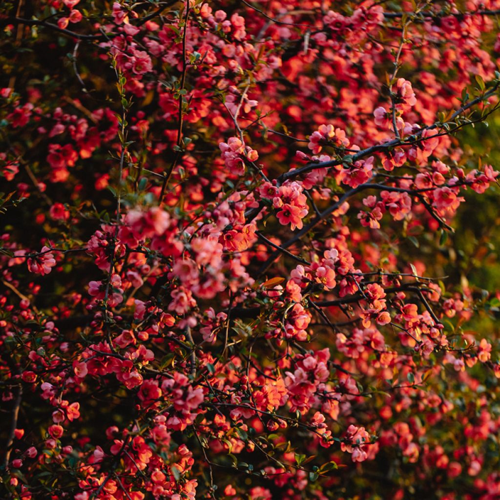 Tarharuusukvitteni Red Joy