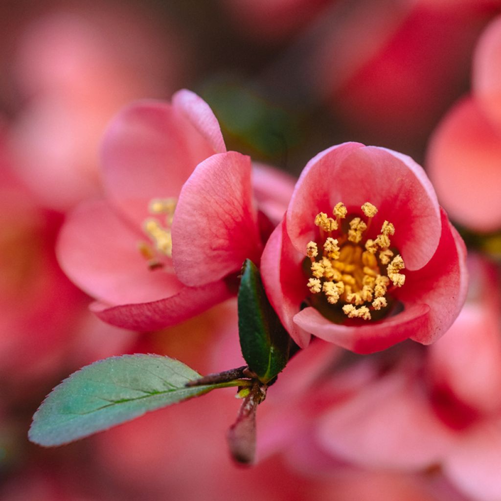 Tarharuusukvitteni Red Joy