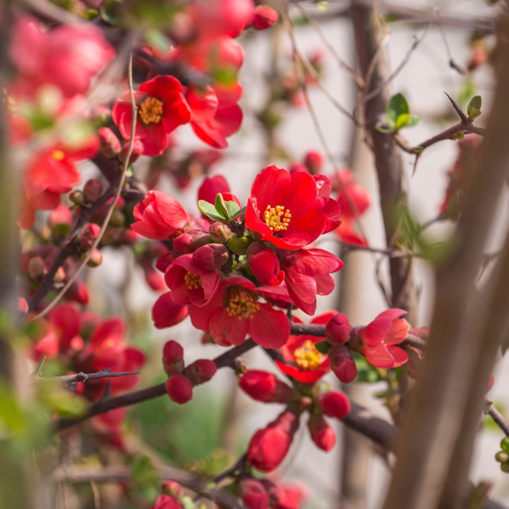 Tarharuusukvitteni Red Joy