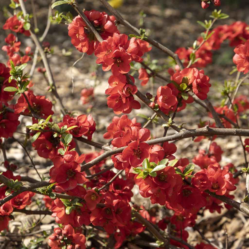 Kiinanruusukvitteni Rubra