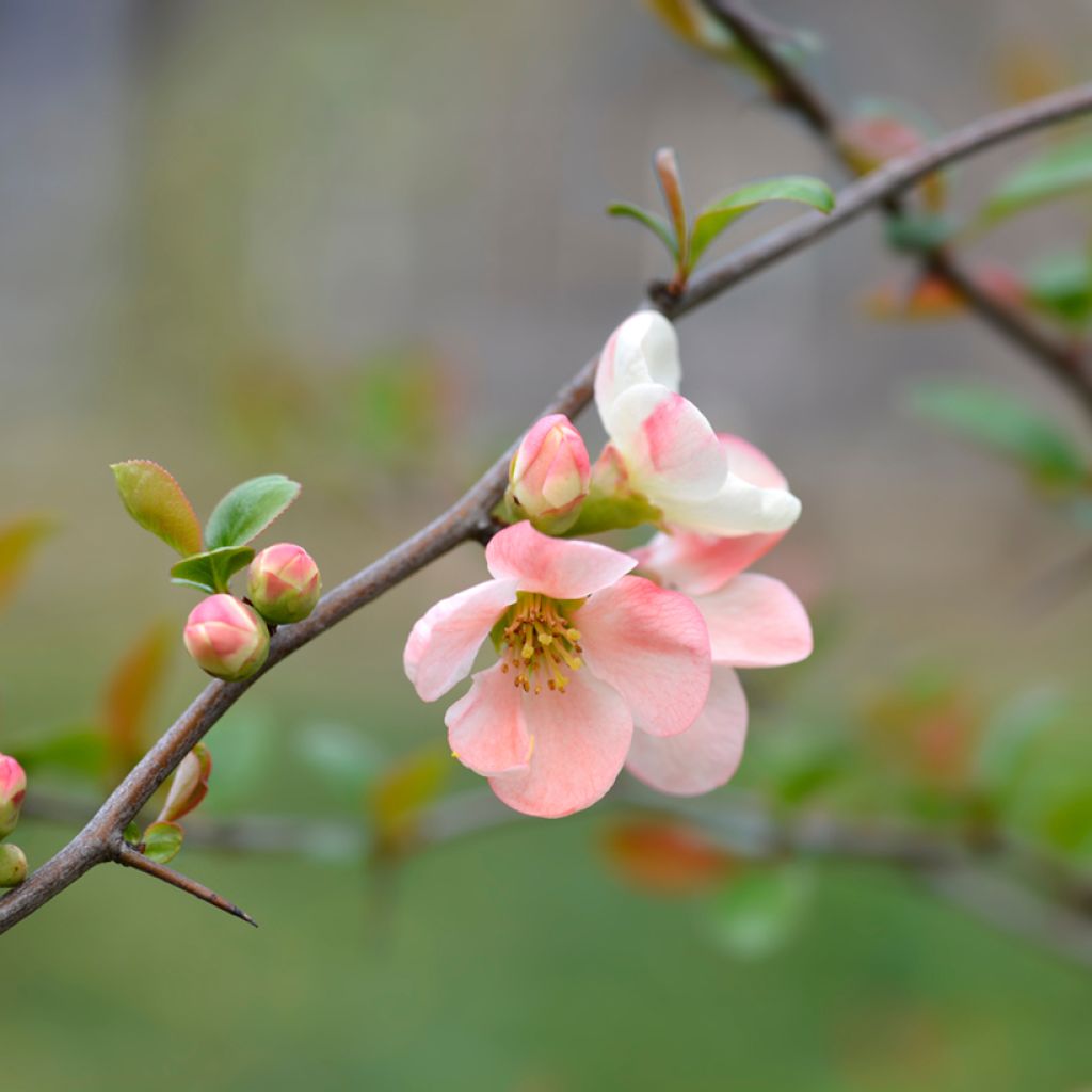 Kiinanruusukvitteni Toyo-Nishiki