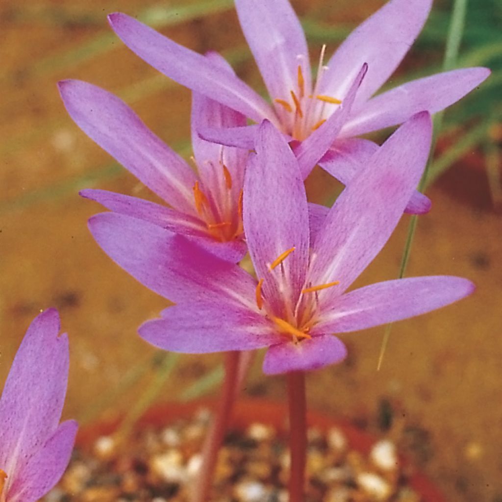 Syysmyrkkylilja Pannonicum