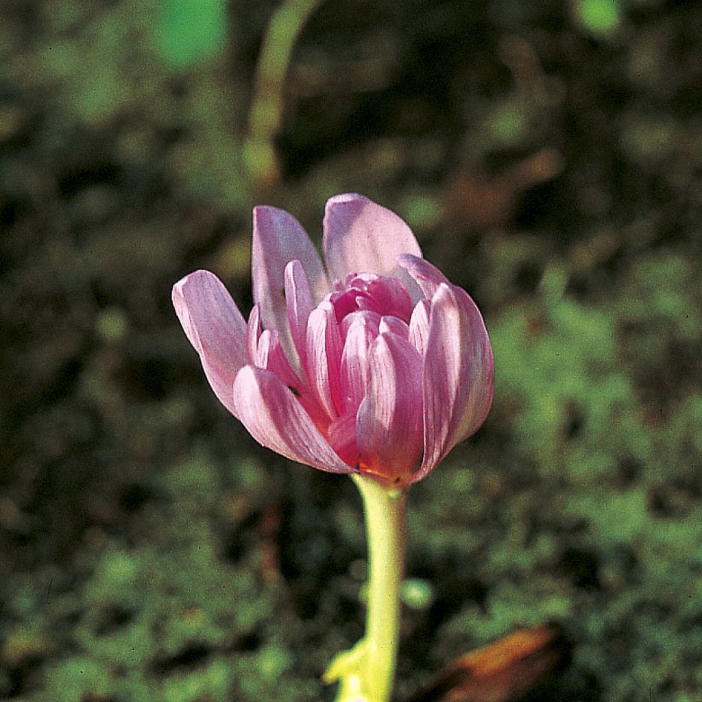 Syysmyrkkylilja Pleniflorum