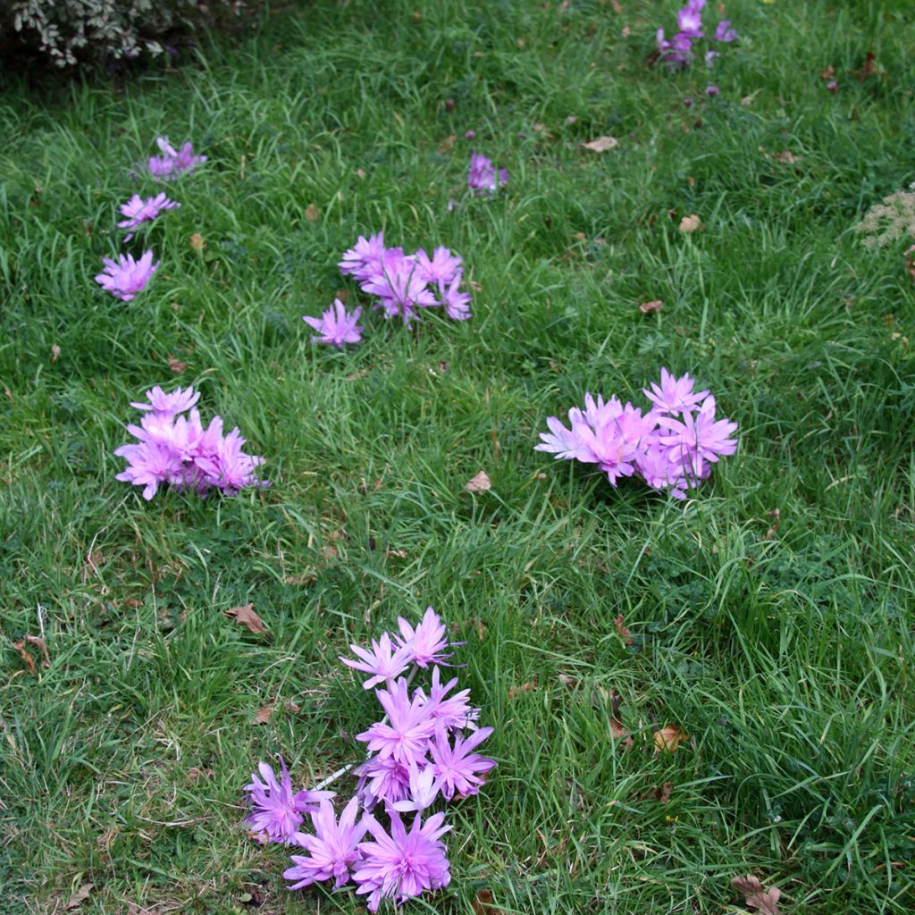 Syysmyrkkylilja Pleniflorum