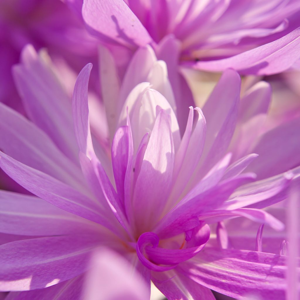 Syysmyrkkylilja Waterlily