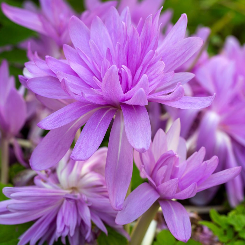 Syysmyrkkylilja Waterlily
