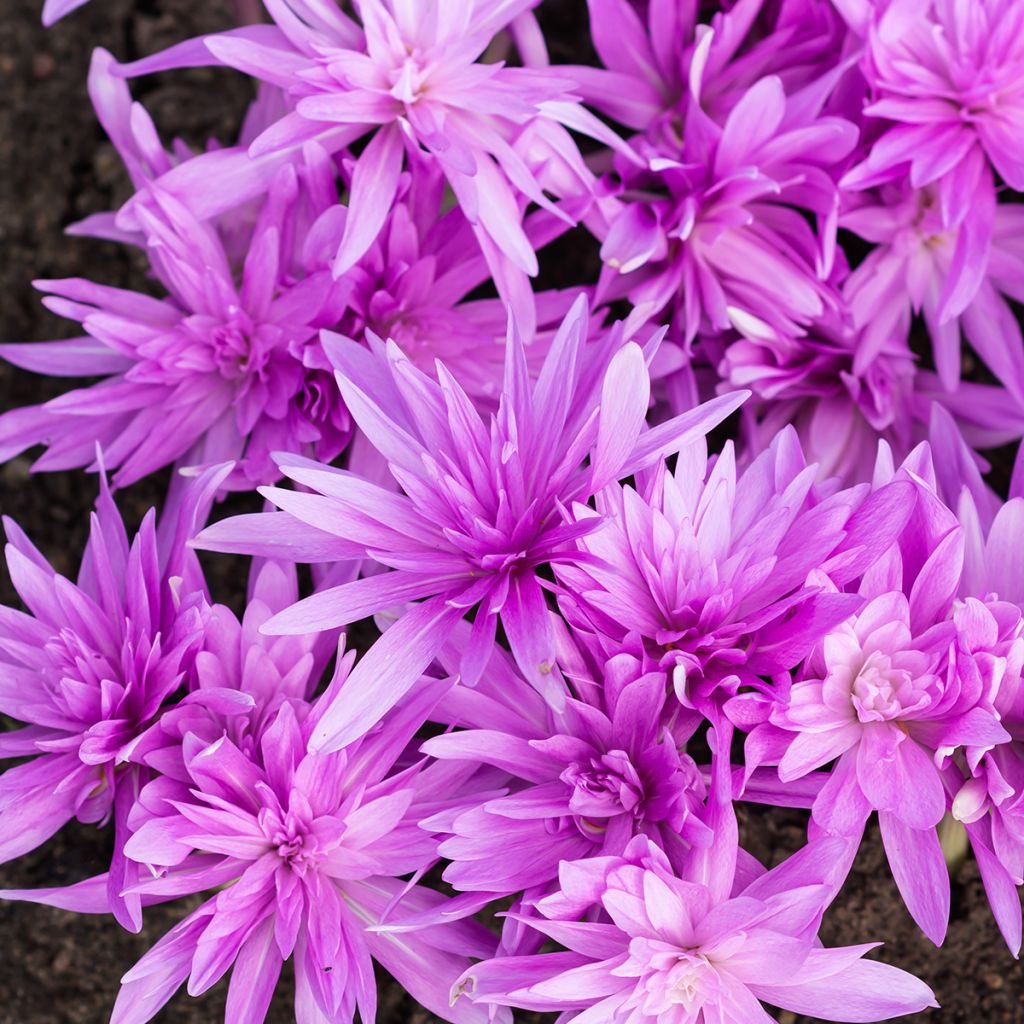 Syysmyrkkylilja Waterlily