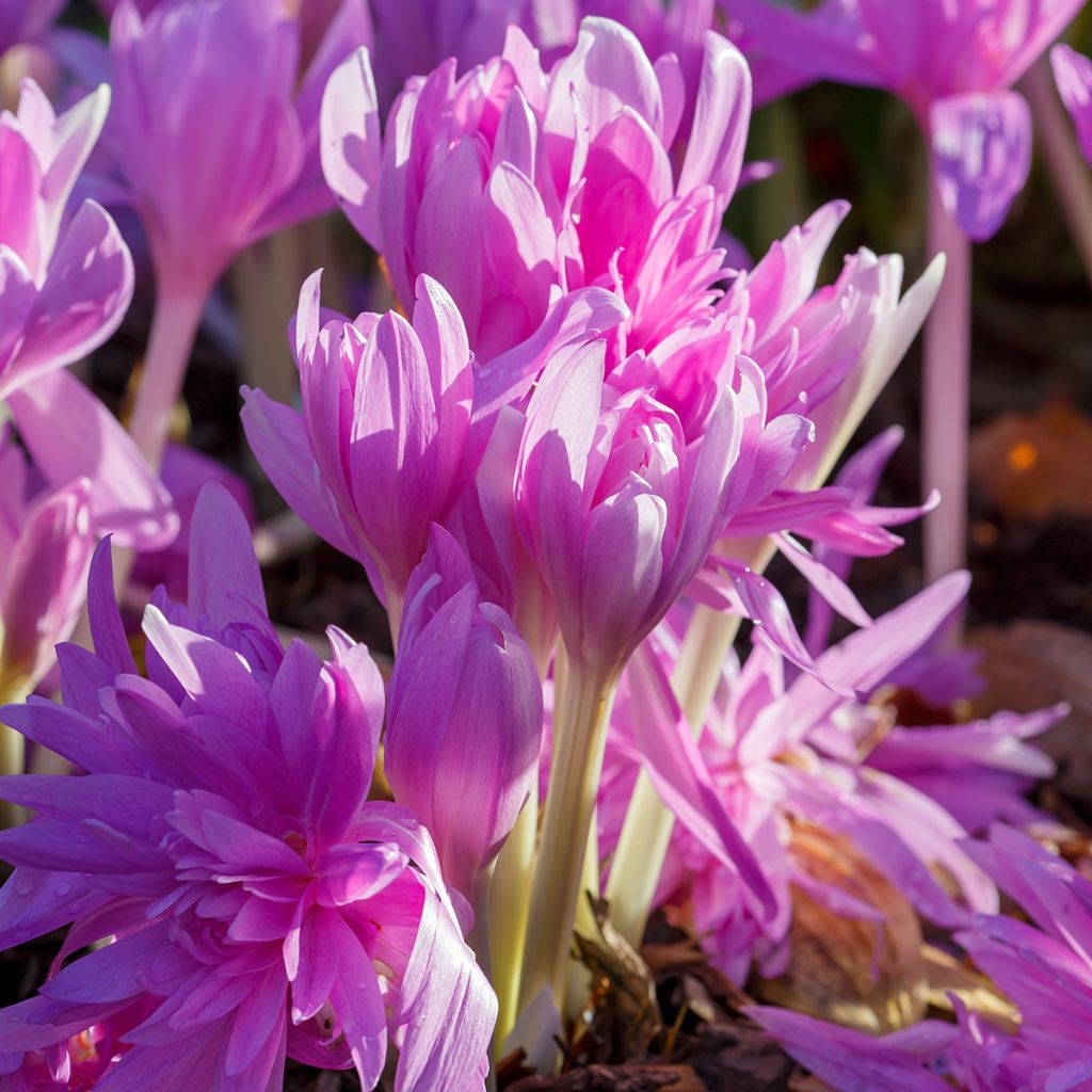 Syysmyrkkylilja Waterlily
