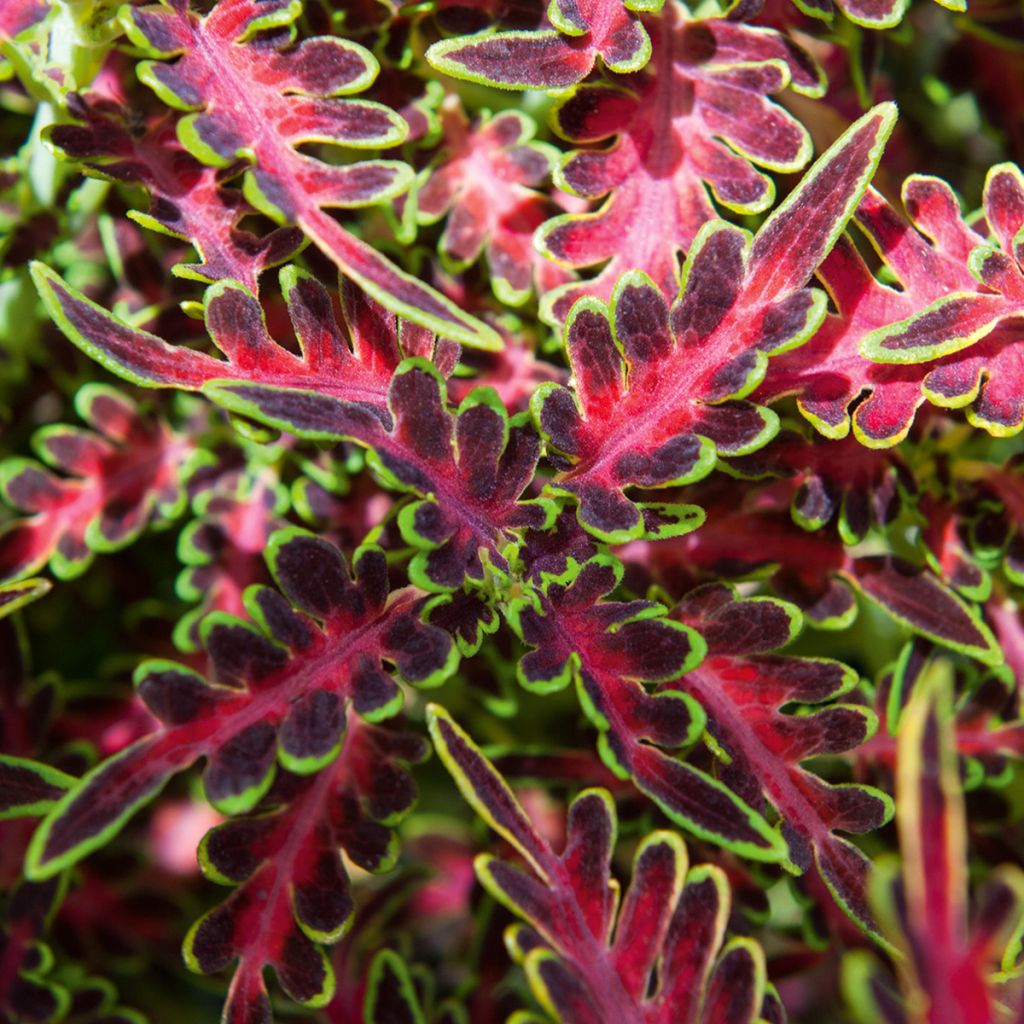 Isokirjopeippi Tropical Feather