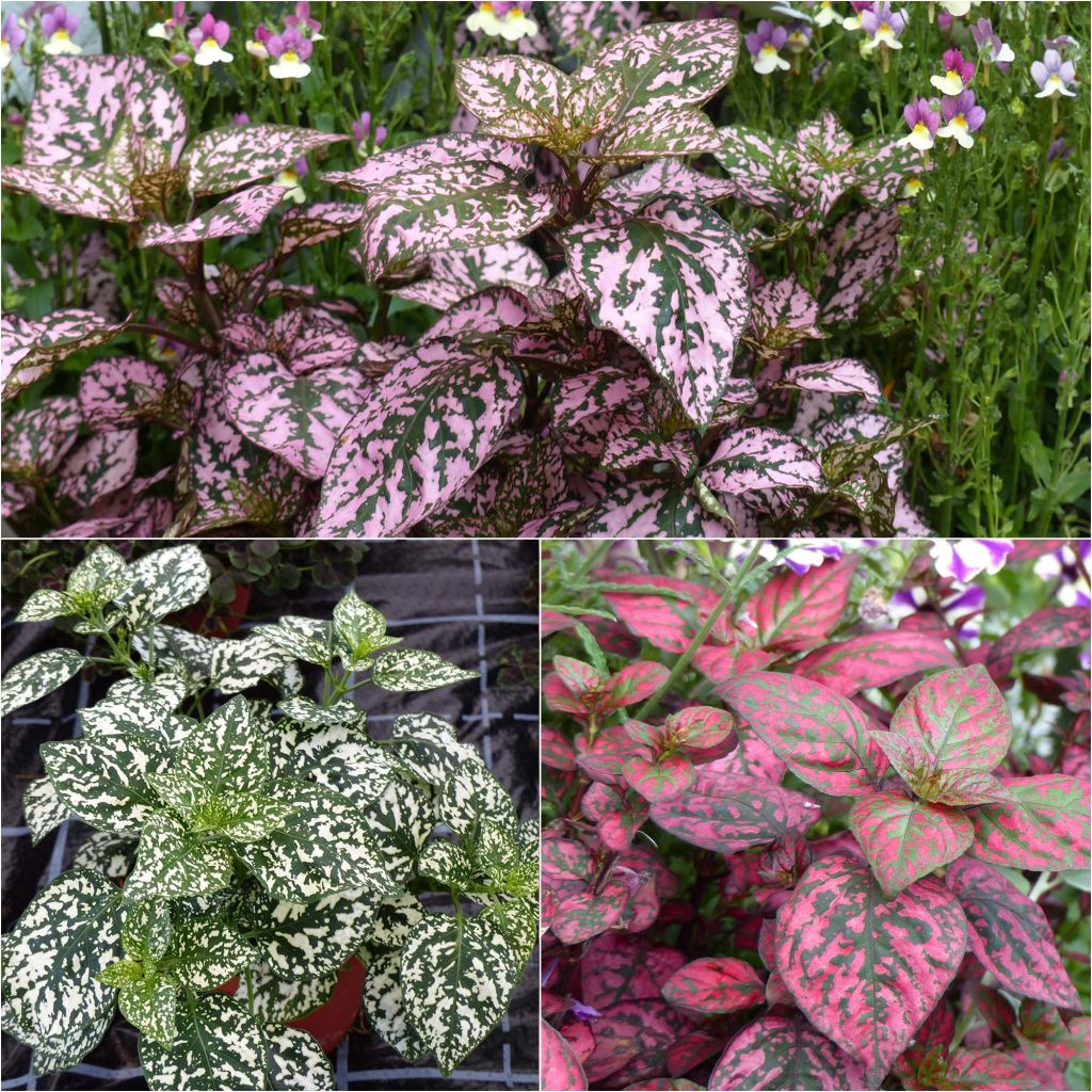 3 Hypoestes Hippo -kokoelma