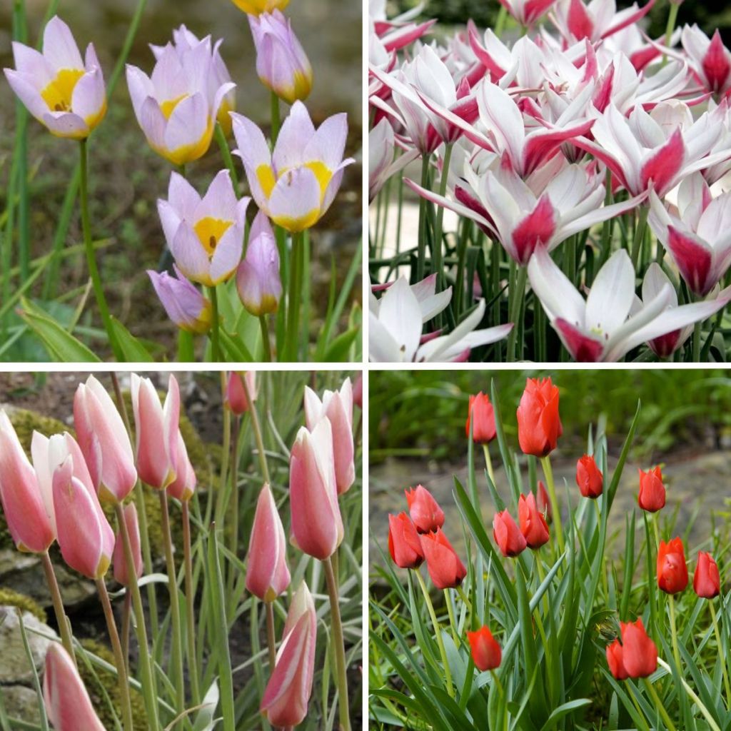 50 metsätulppaanin kokoelma