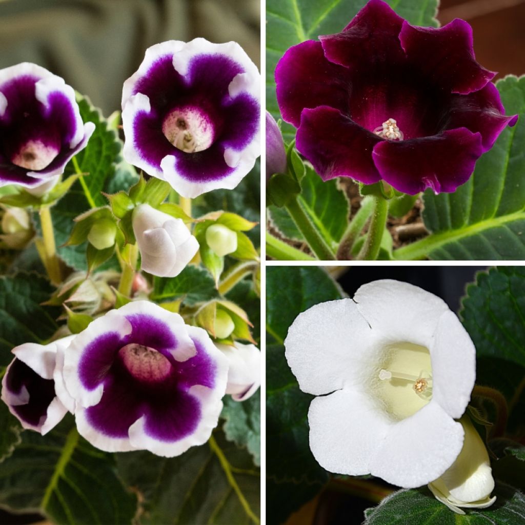 Violetti-valkoinen gloksiniakokoelma