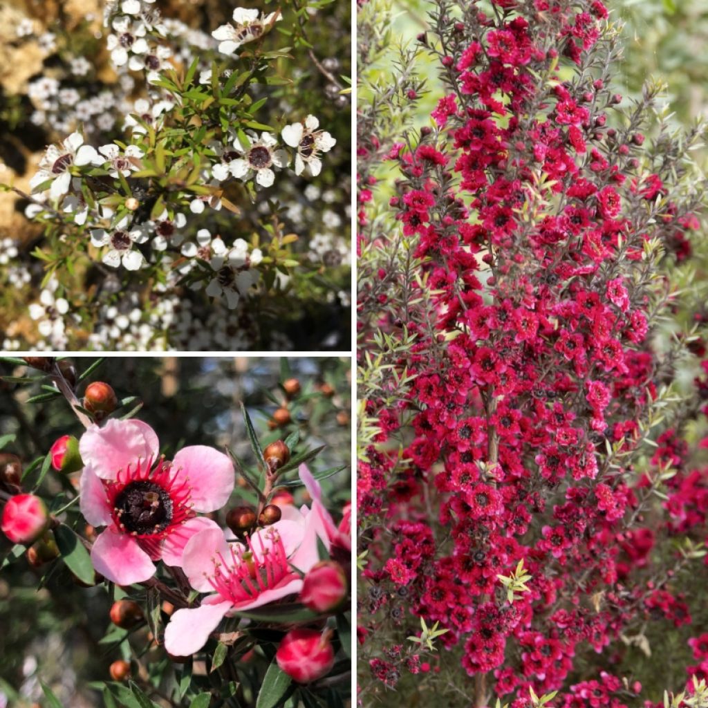 Ruusumyrttikokoelma