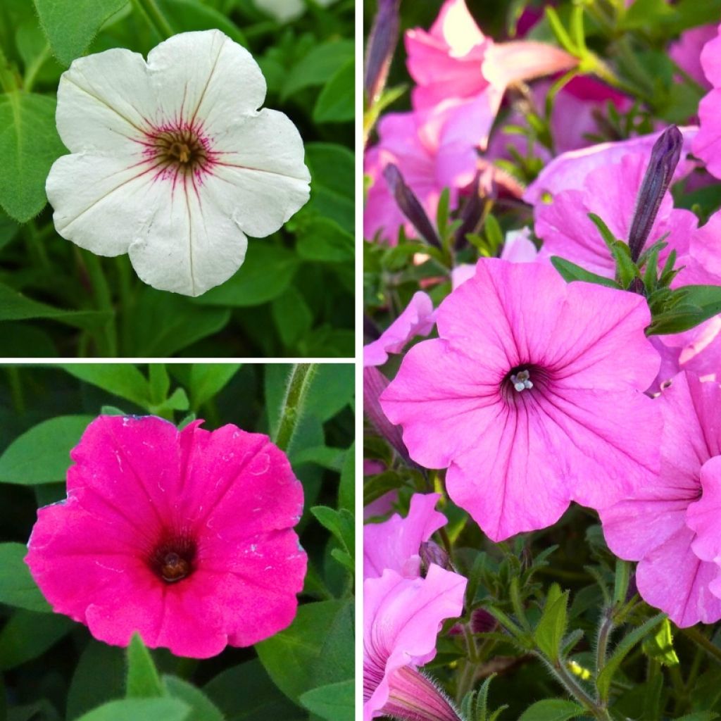 Petunia Vistas -kokoelma