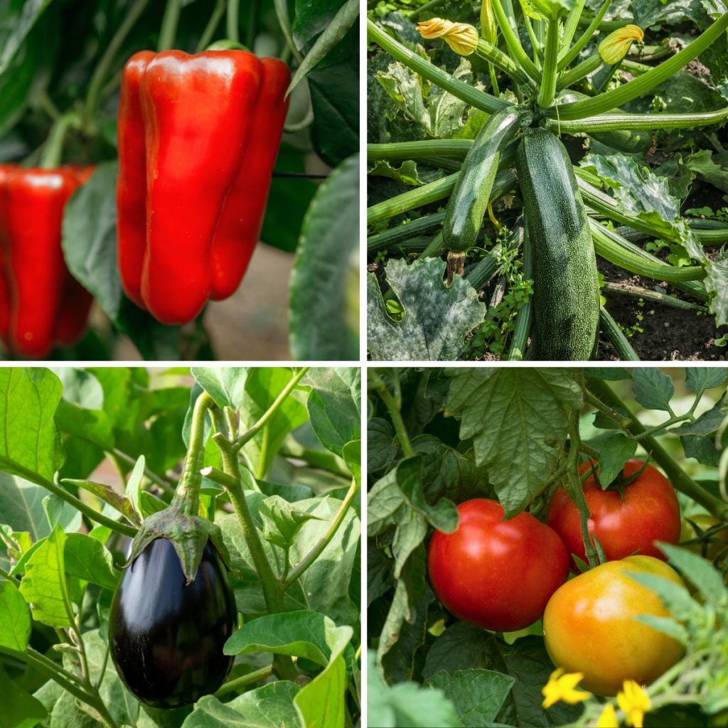 Ratatouille-kokoelma, 5 vartettua vihannestainta