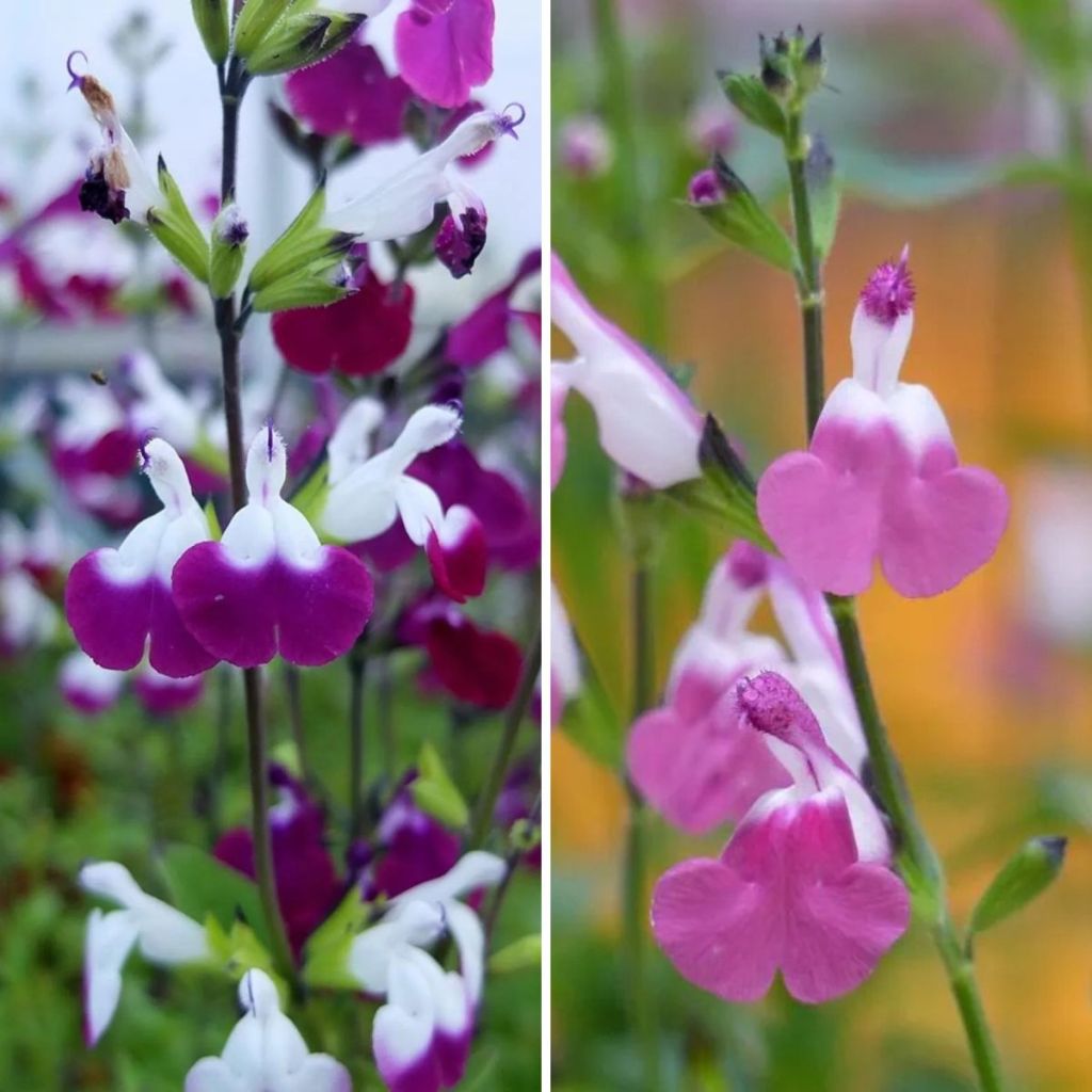 Pensassalvia Lips -kokoelma