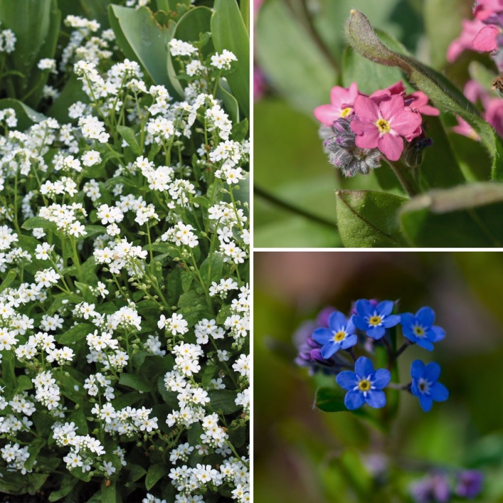 Lemmikkikokoelma 'Blue Sylva', 'Rosylva' ja 'Snowsylva'