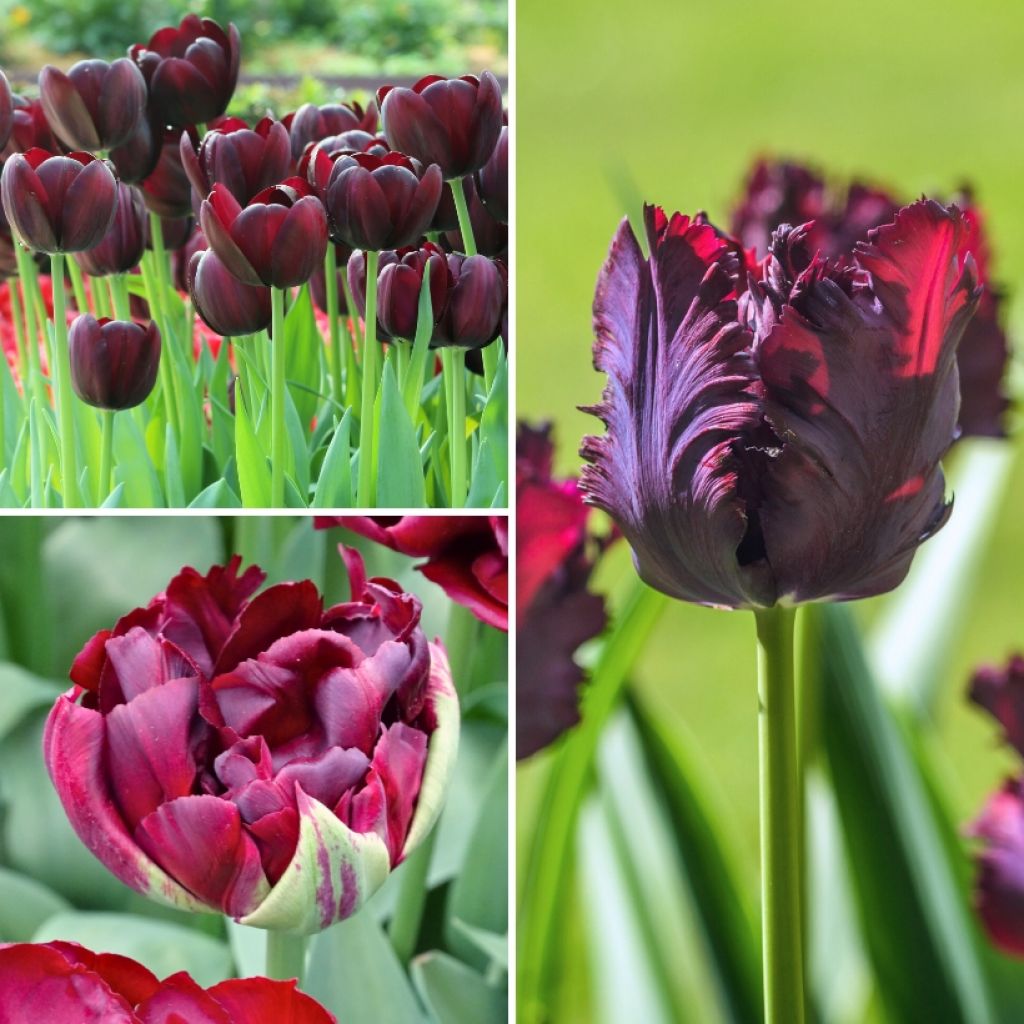 Mystiset mustat tulppaanit -kokoelma