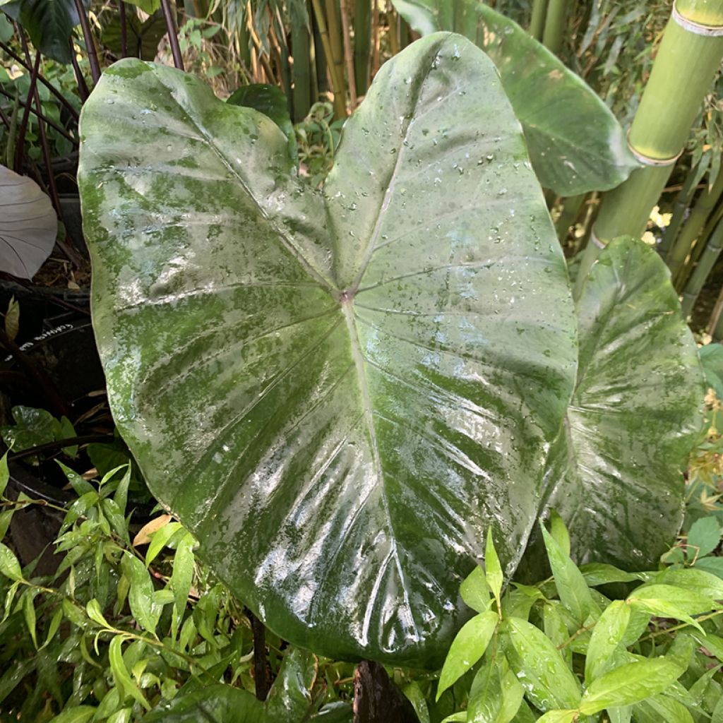 Taaro Fontanesii