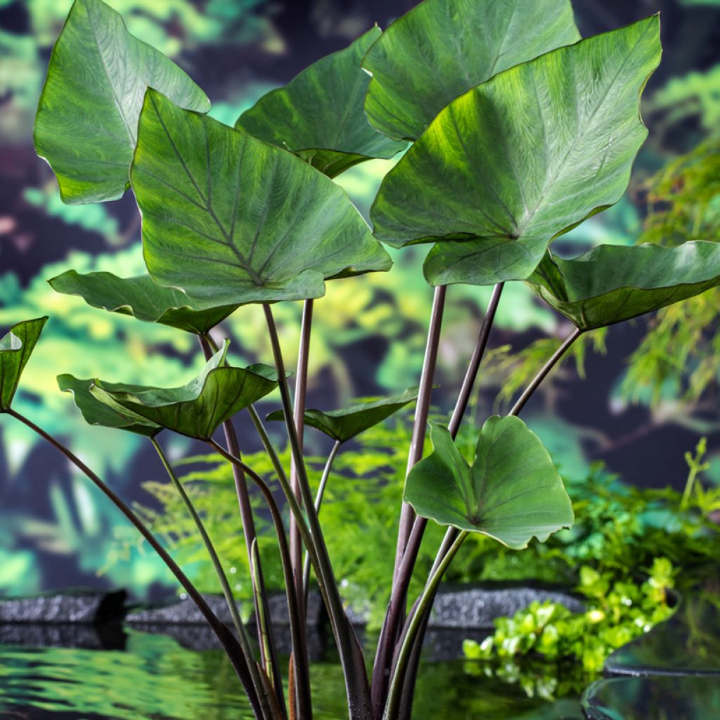 Taaro Tea cup