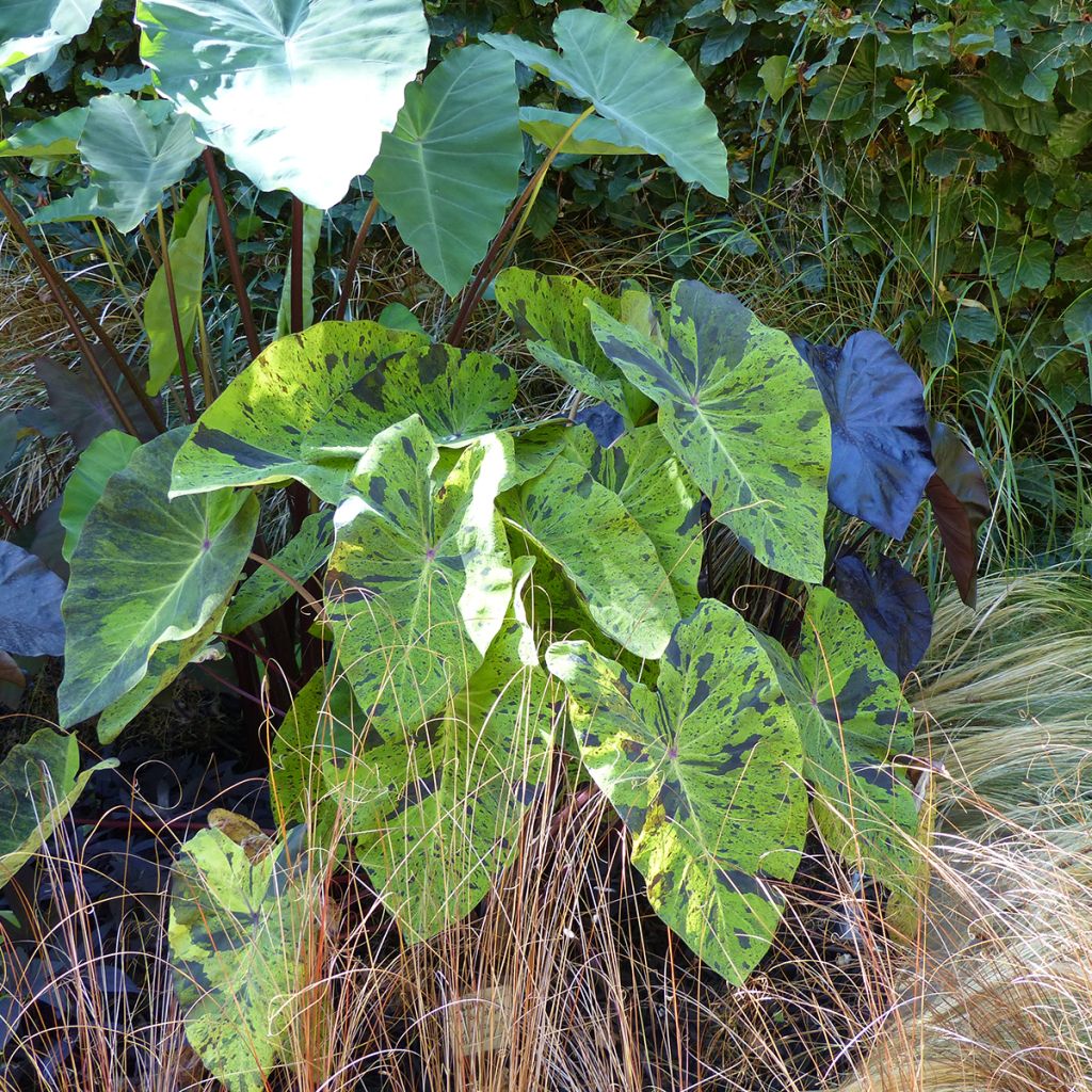 Taaro Mojito