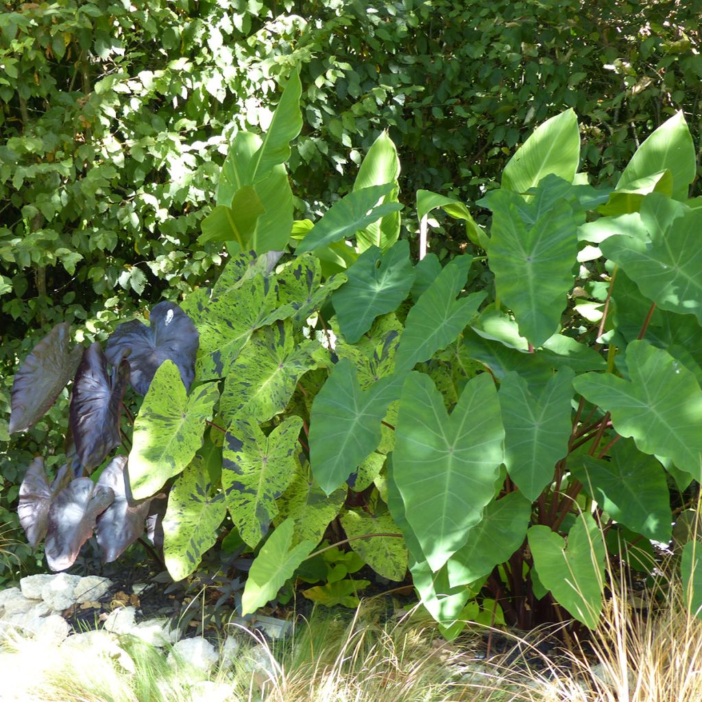 Taaro Mojito