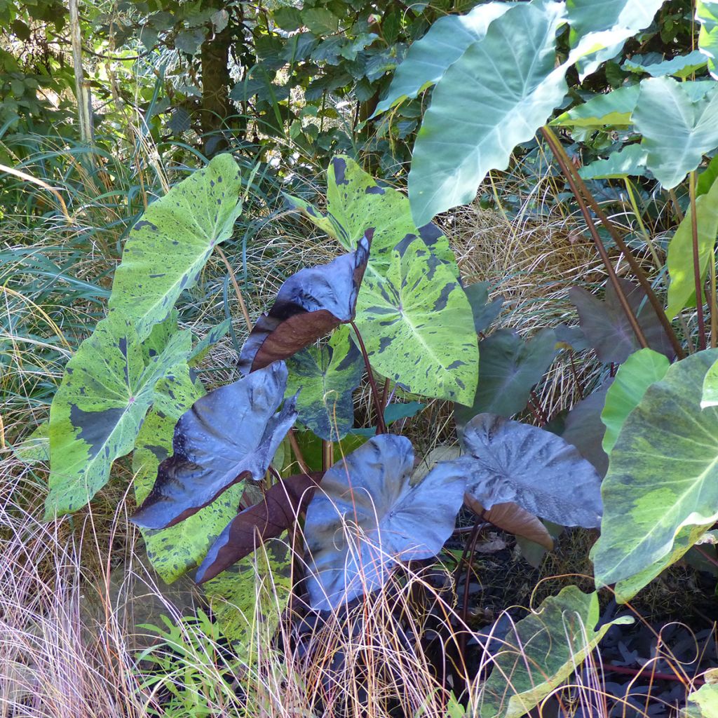 Taaro Mojito