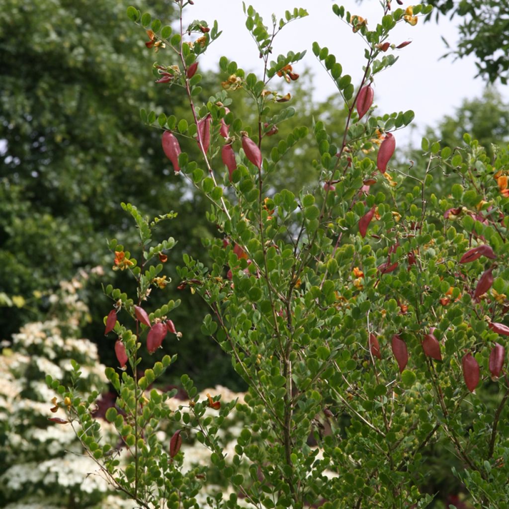 Keltarakkopensas - Colutea arborescens