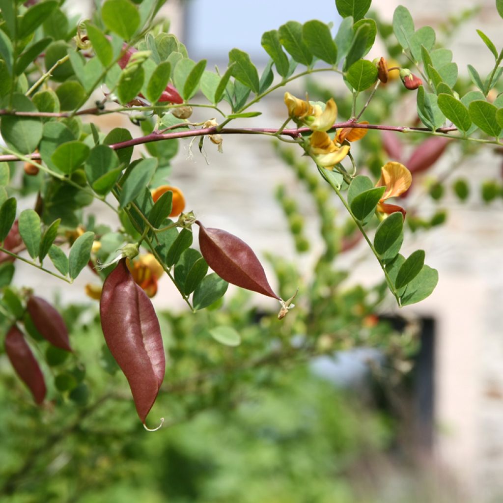 Keltarakkopensas - Colutea arborescens
