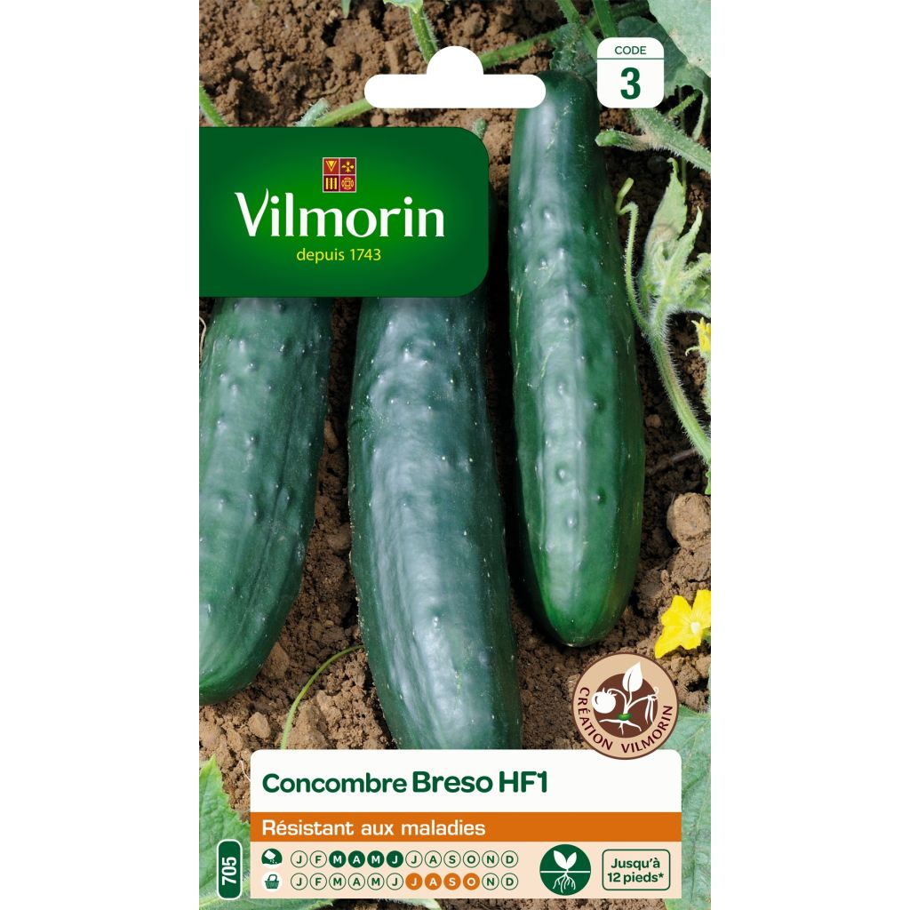 Kurkku Breso F1 - Vilmorin