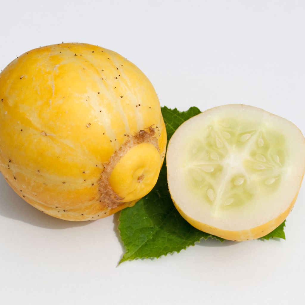 Sitruunakurkku True Lemon