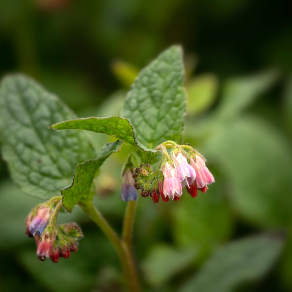 Raunioyrtti Hidcote Pink