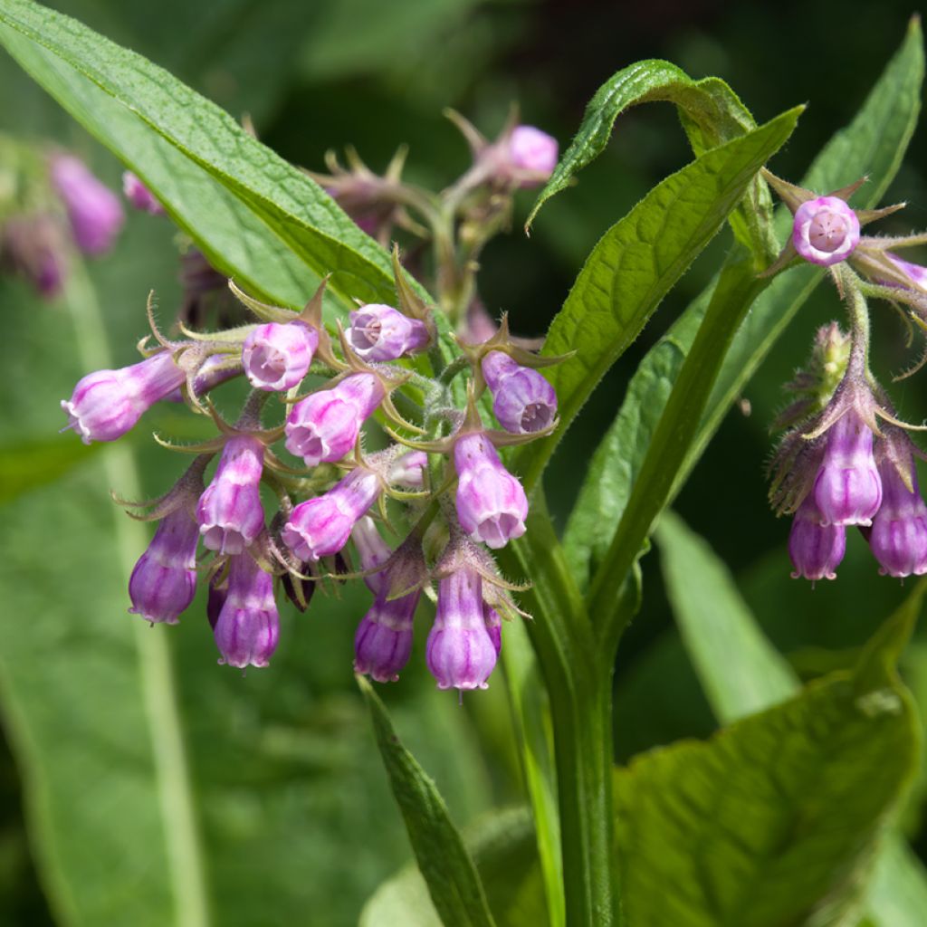 Rohtoraunioyrtti - Symphytum officinale