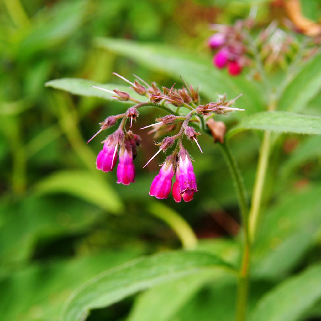 Raunioyrtti - Symphytum rubrum