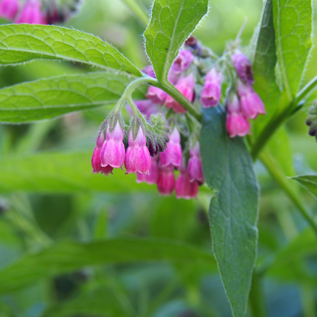 Raunioyrtti - Symphytum rubrum
