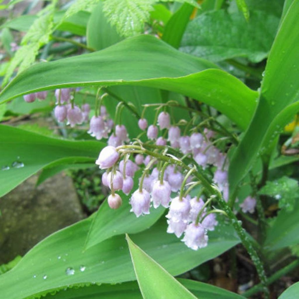 Kielo Rosea