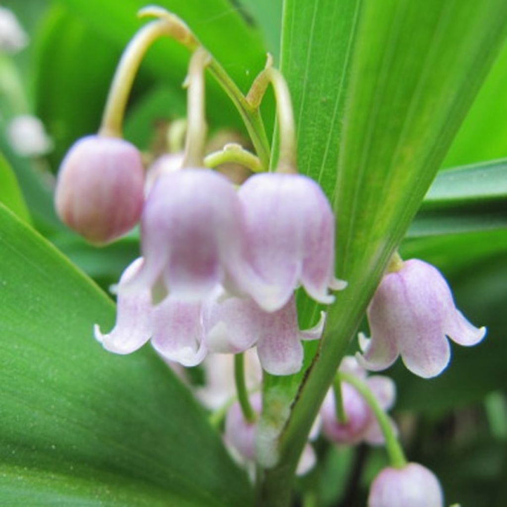 Kielo Rosea