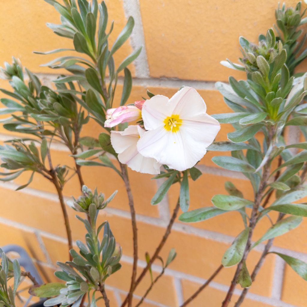 Silkkikierto - Convolvulus cneorum