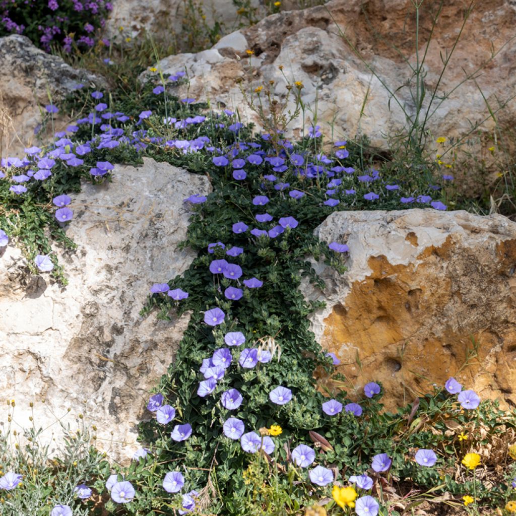Riippakierto - Convolvulus sabatius