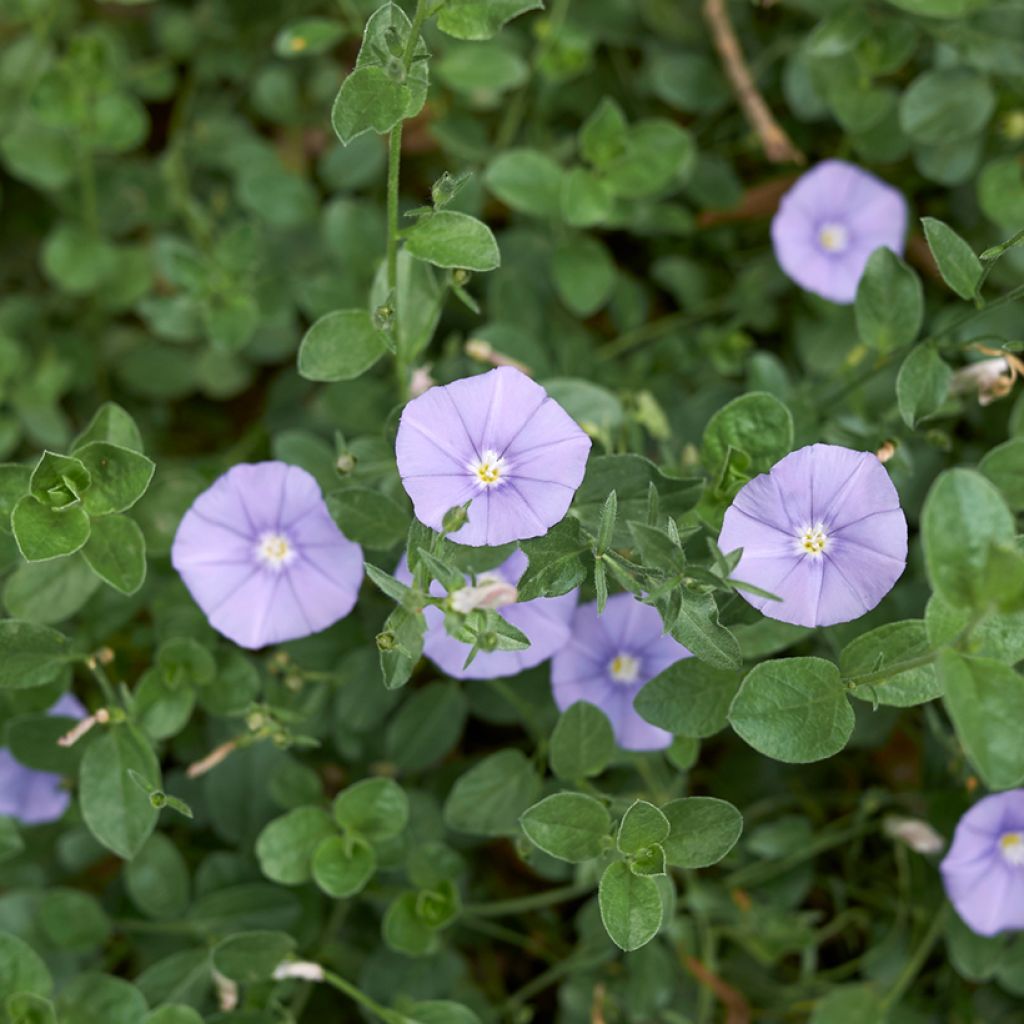 Riippakierto - Convolvulus sabatius